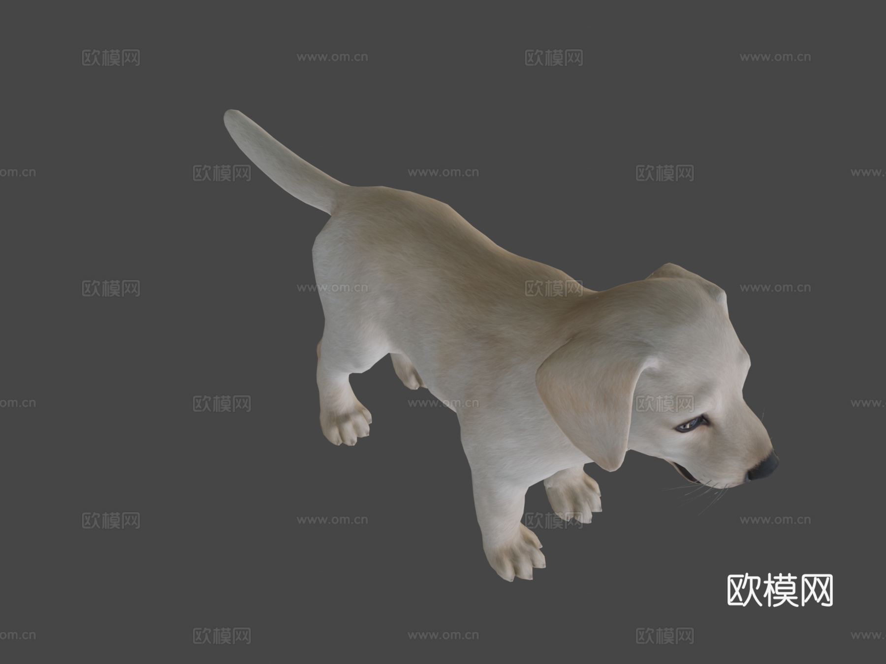 小狗-拉布拉多3d模型