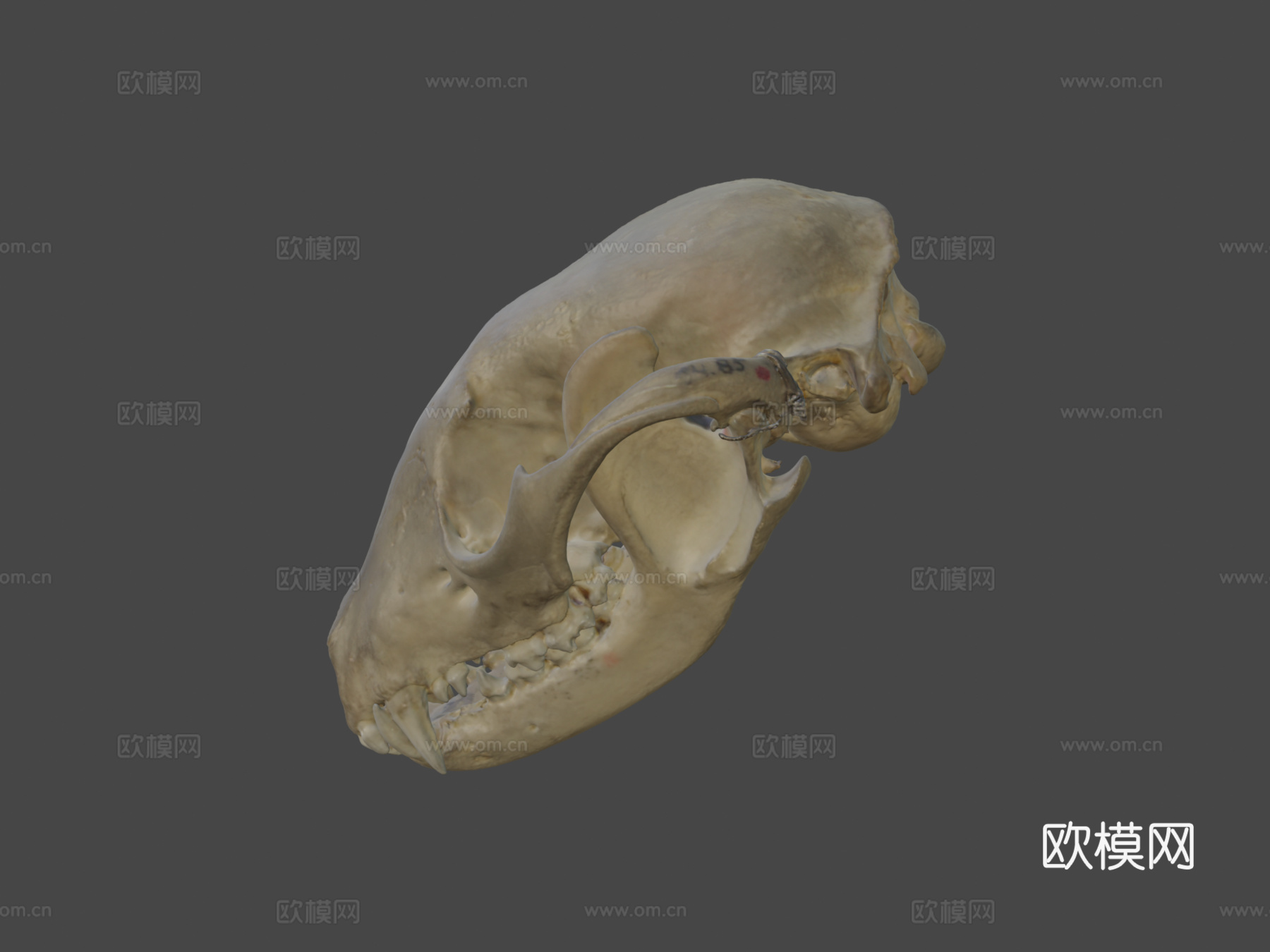 浣熊头骨3d模型