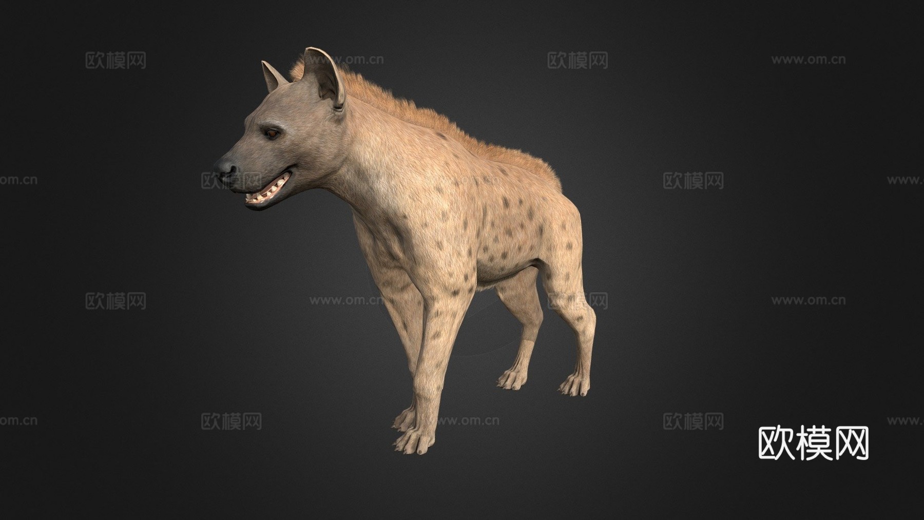 鬣狗3d模型