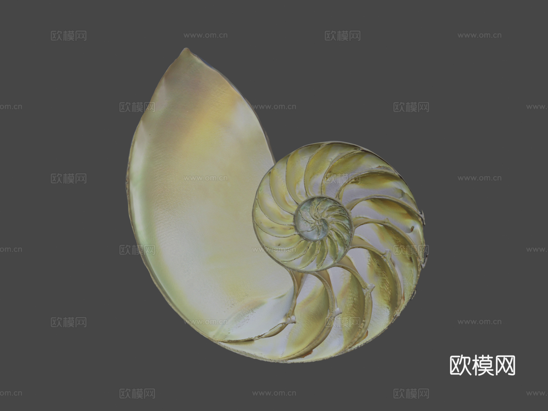 鹦鹉螺3d模型