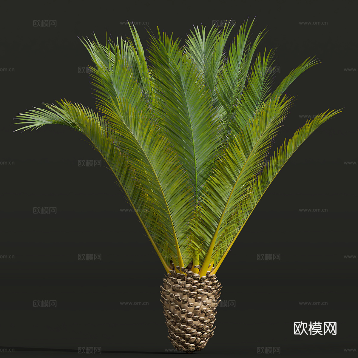 棕榈树3d模型