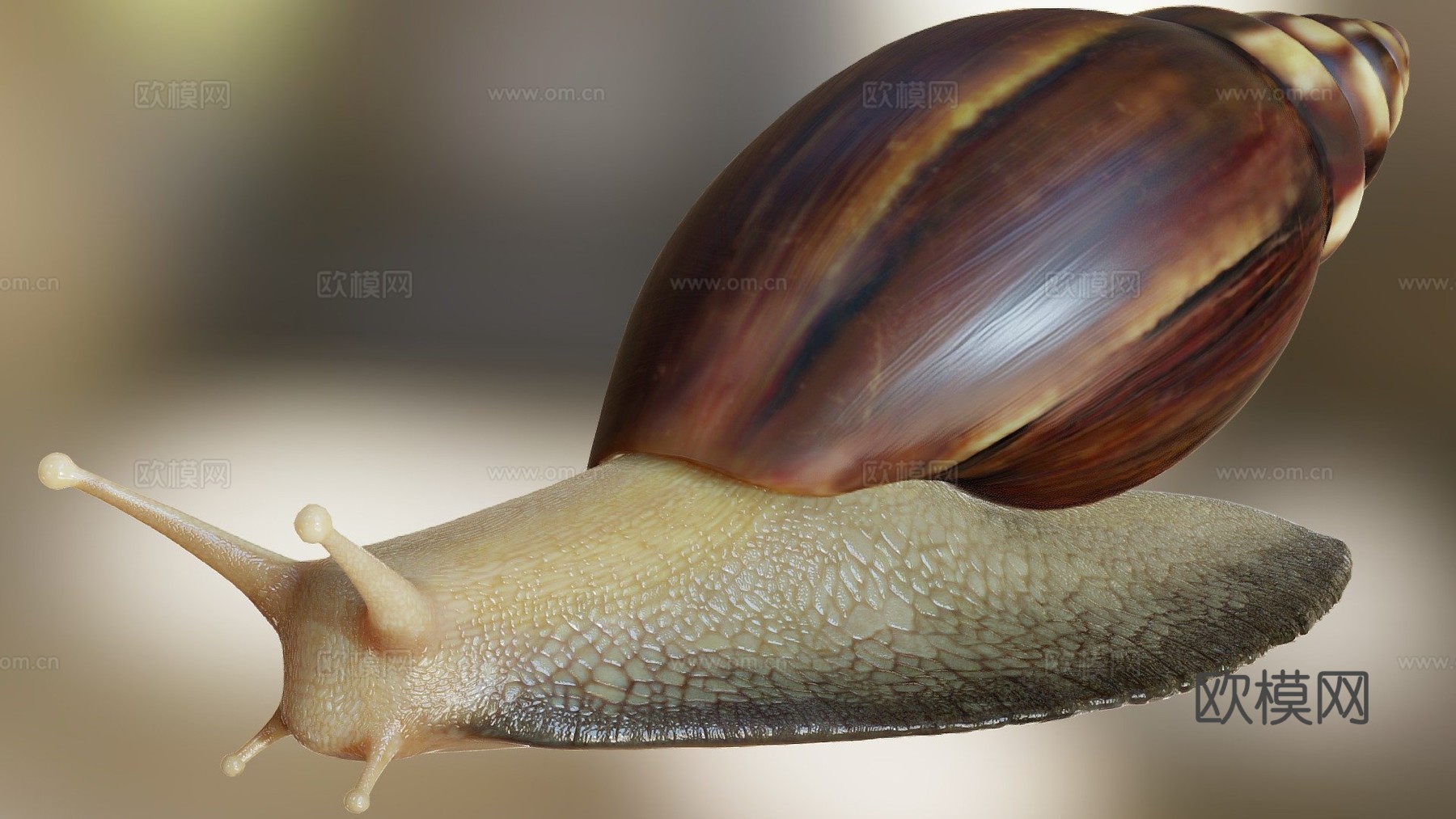 蜗牛照片级写实3d模型
