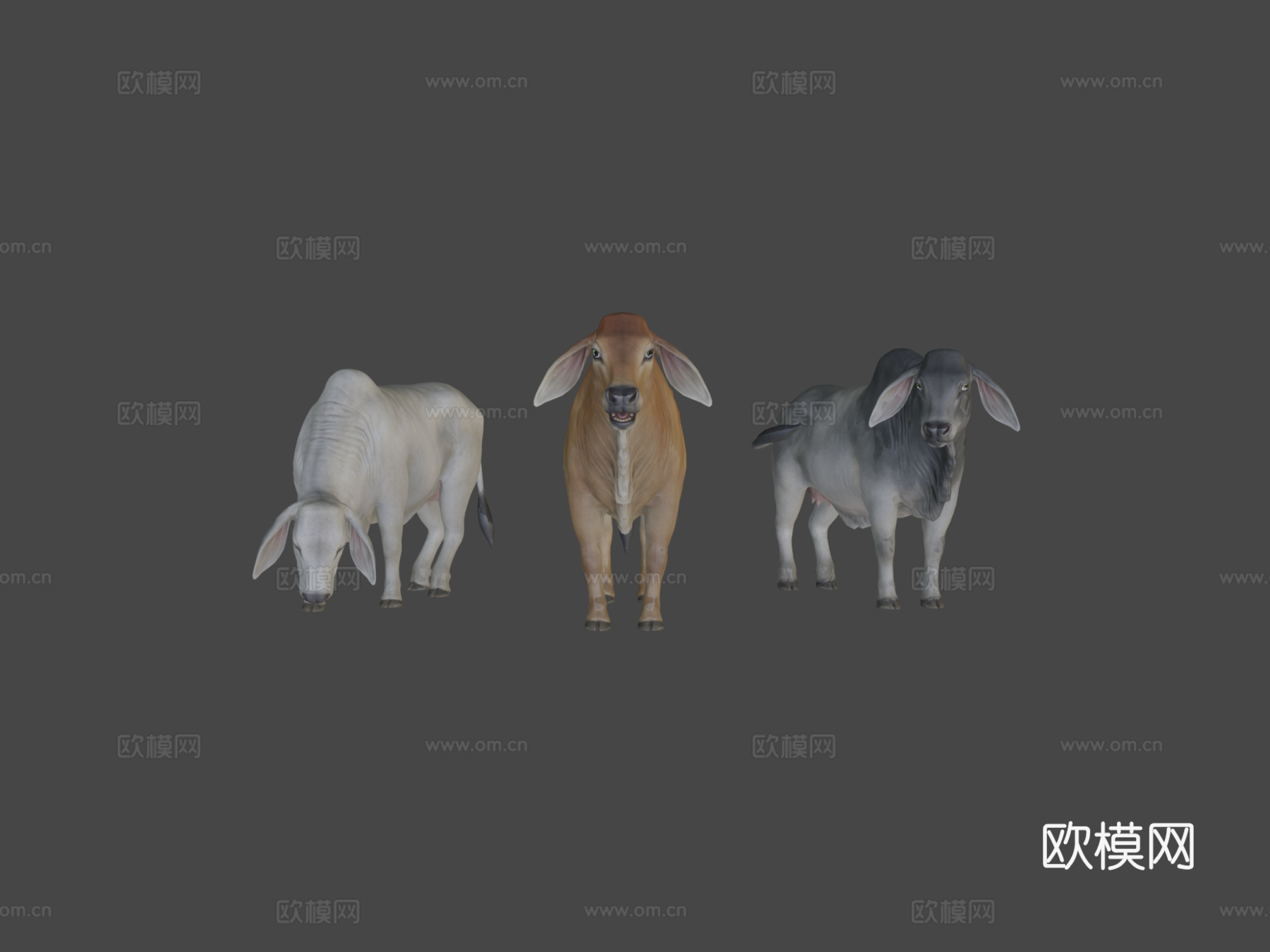 婆罗门牛3d模型
