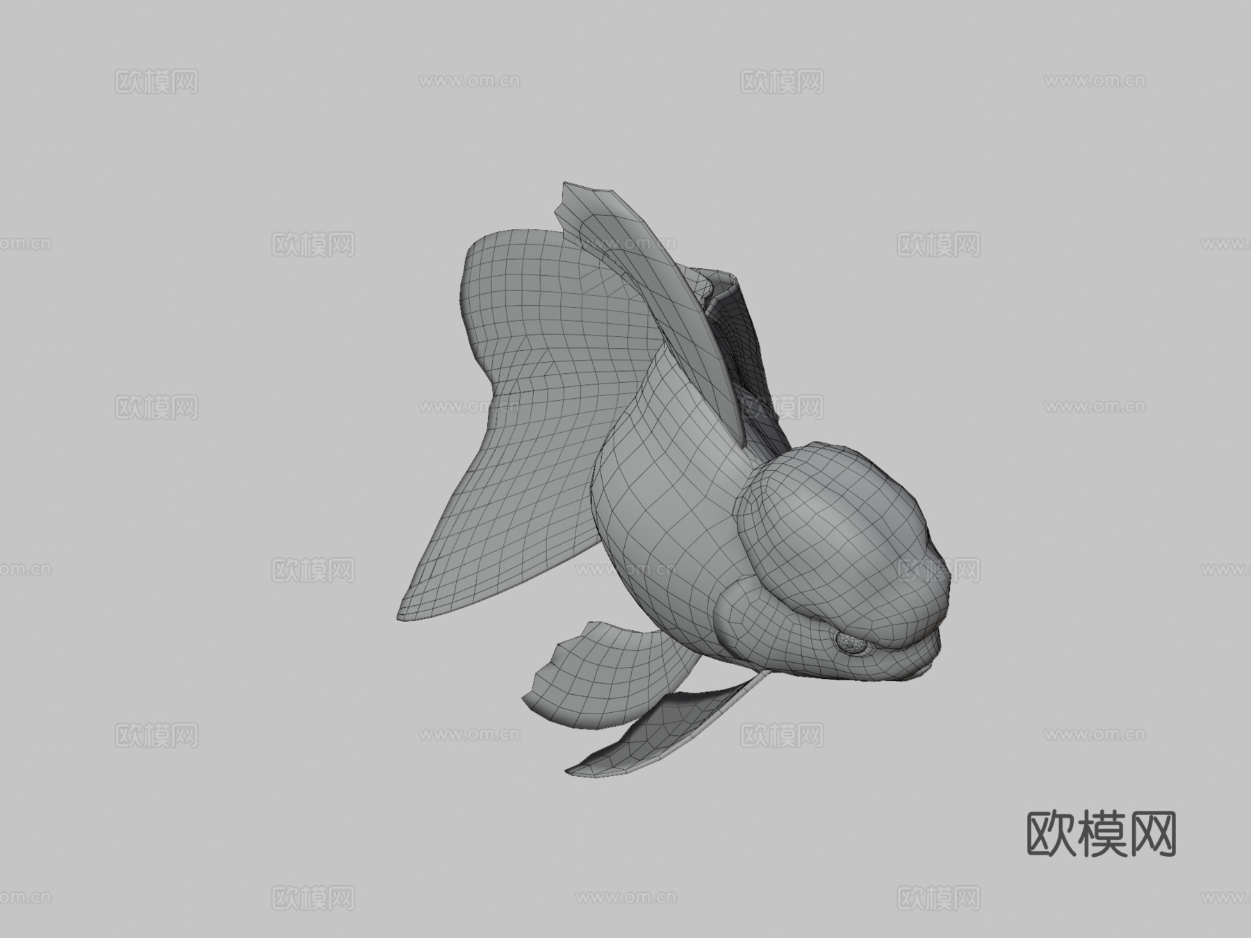 红帽兰寿金鱼3d模型