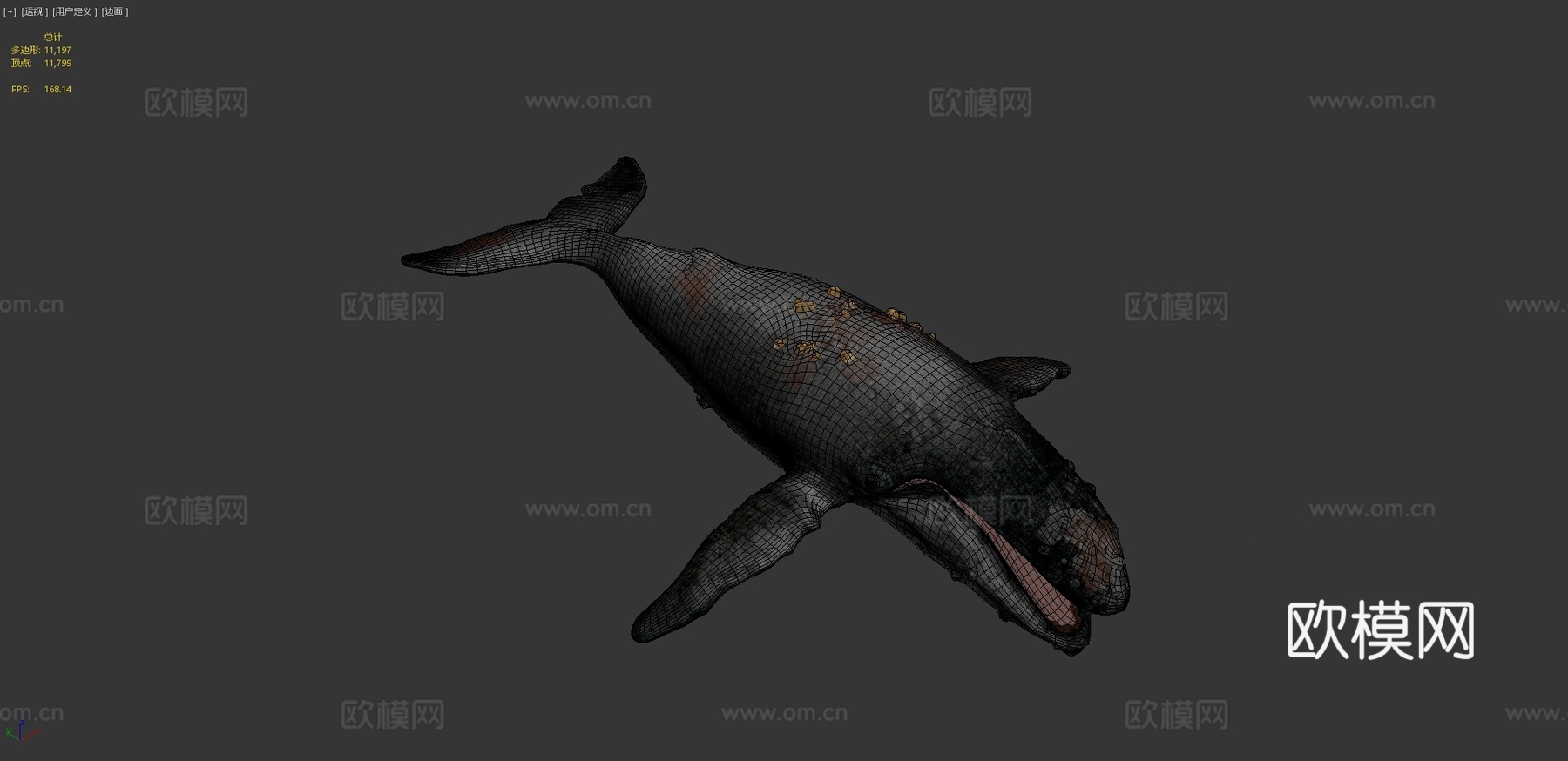 座头鲸3d模型