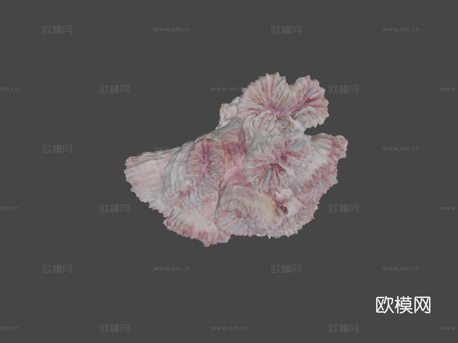 珊瑚3d模型