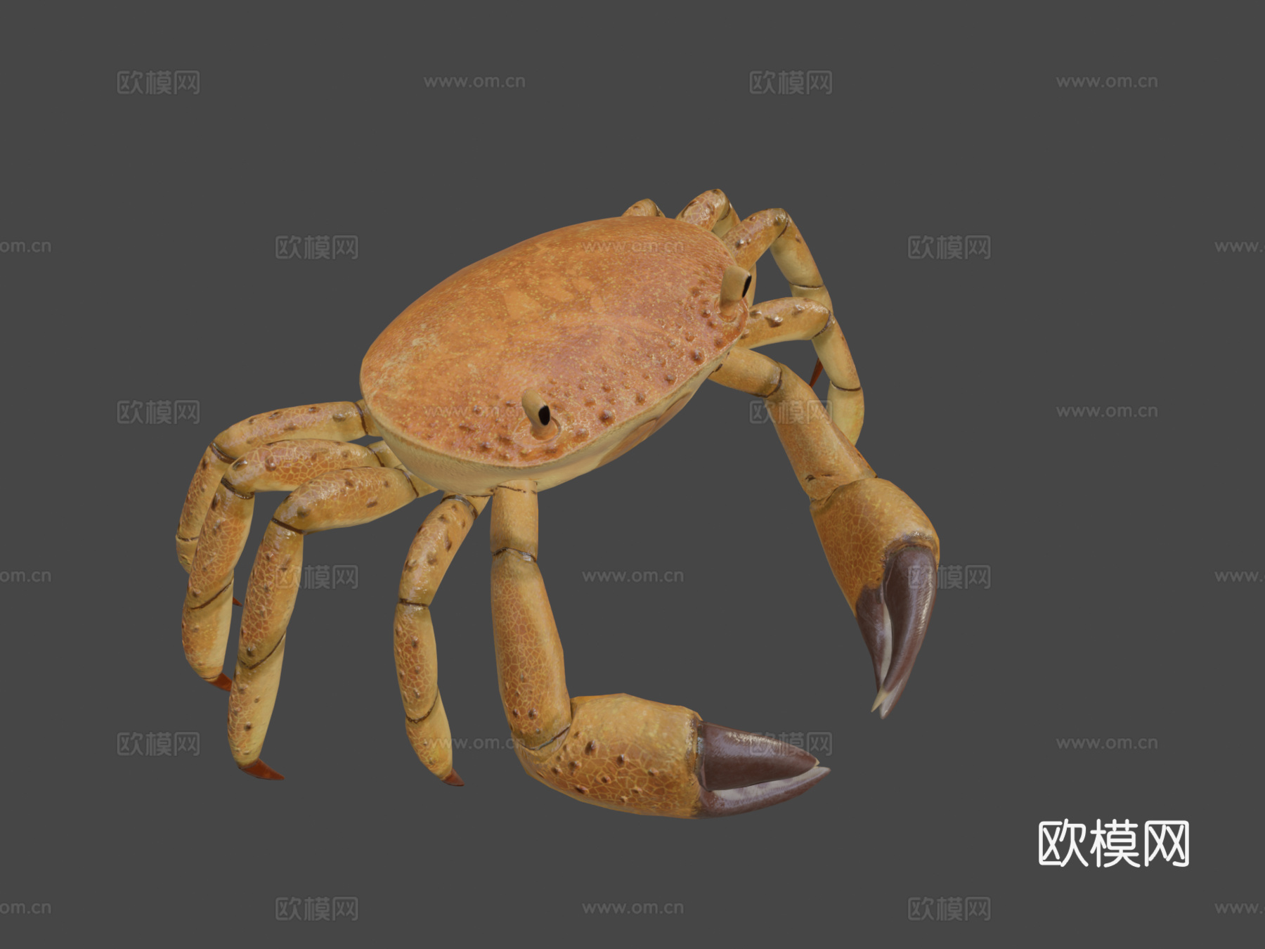 动画螃蟹3d模型