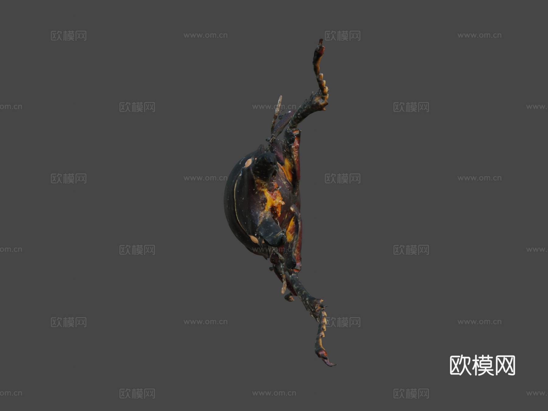 锹形虫3d模型