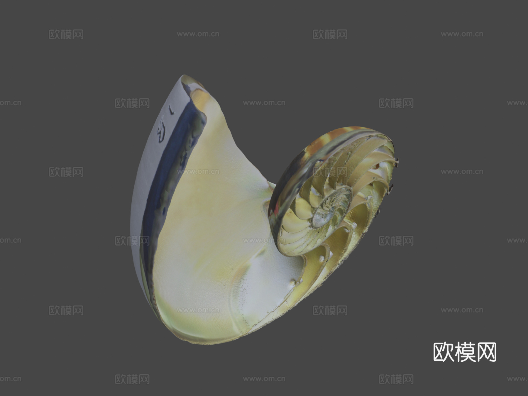 鹦鹉螺3d模型