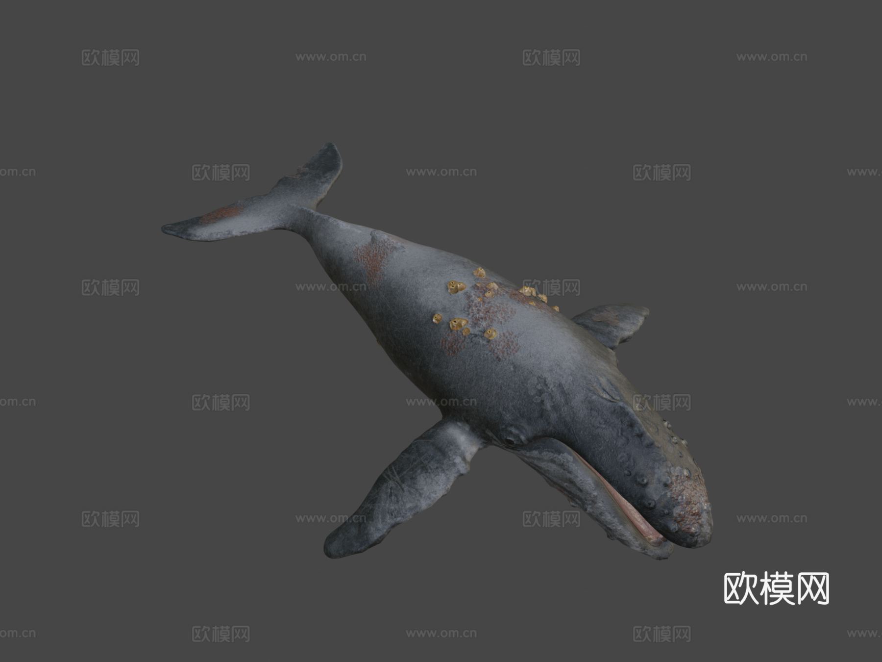 座头鲸3d模型