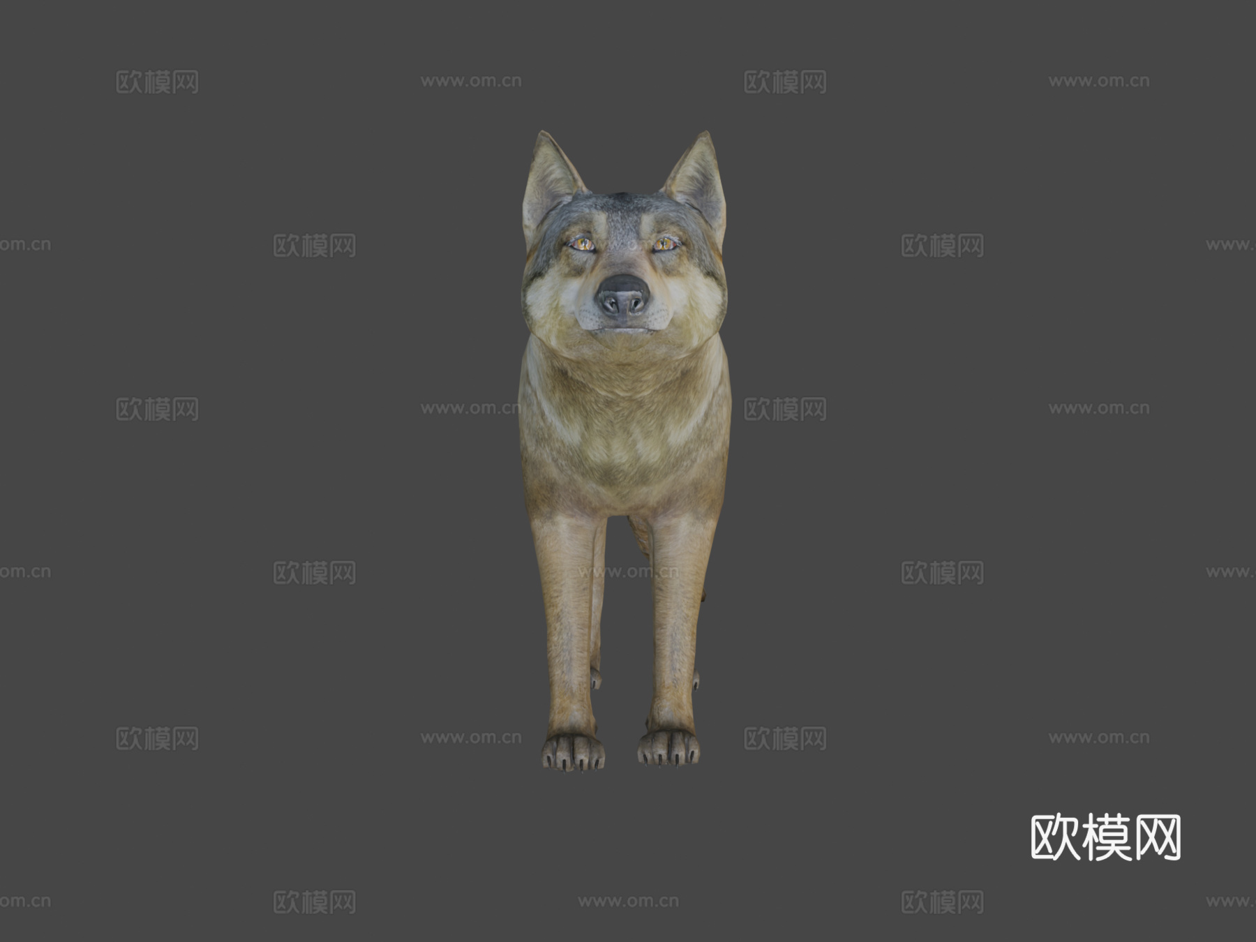 公狼3d模型
