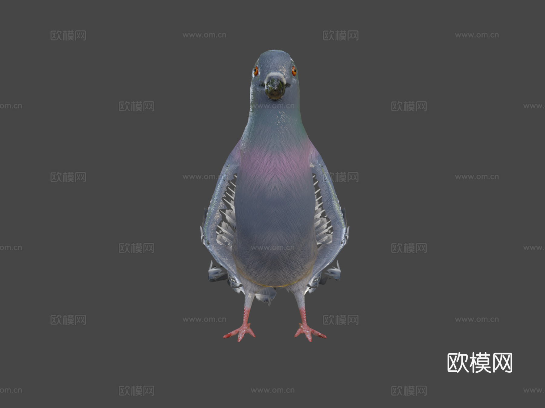 鸽子3d模型