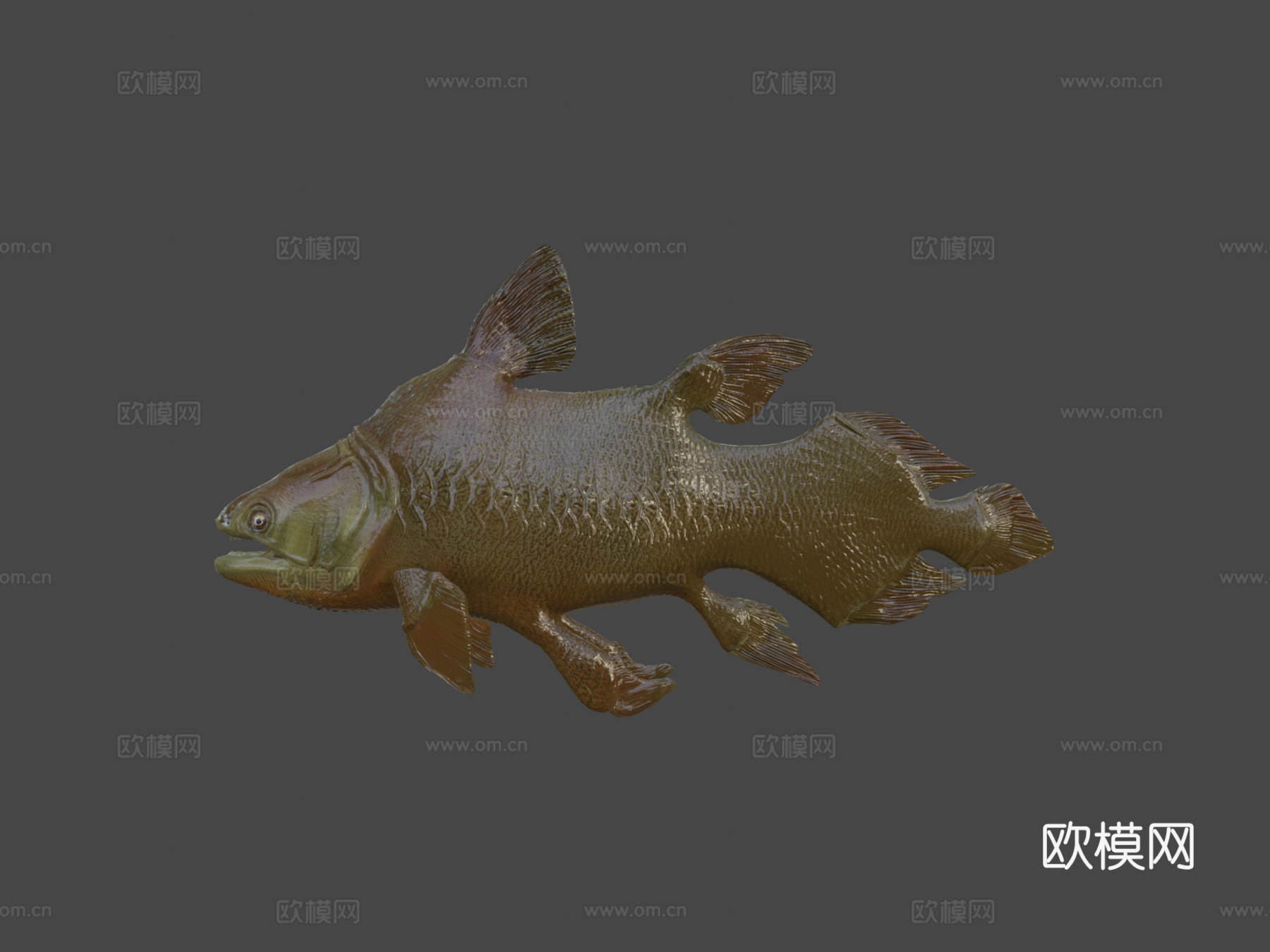 莫索尼鱼3d模型
