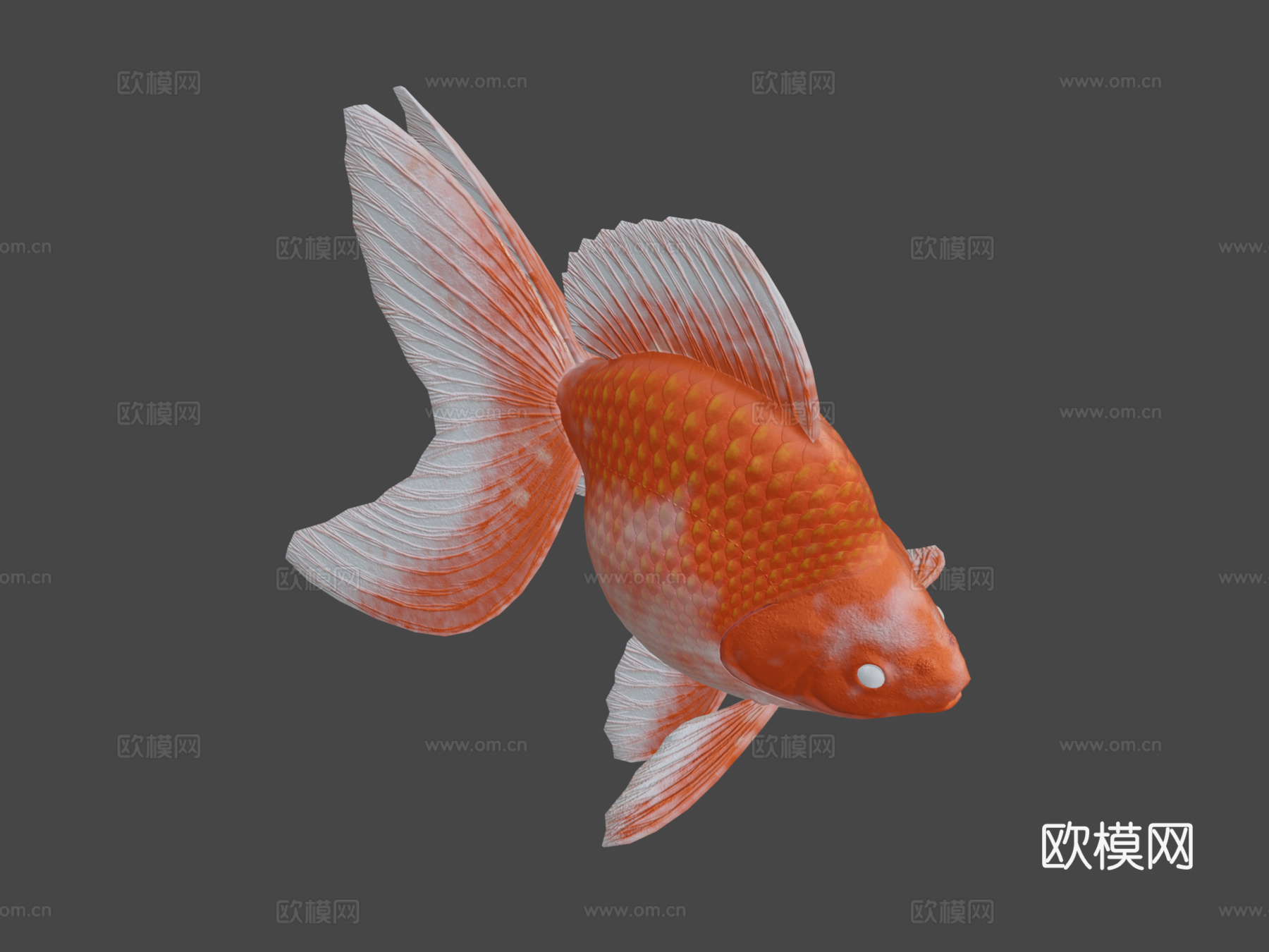 琉金金鱼3d模型