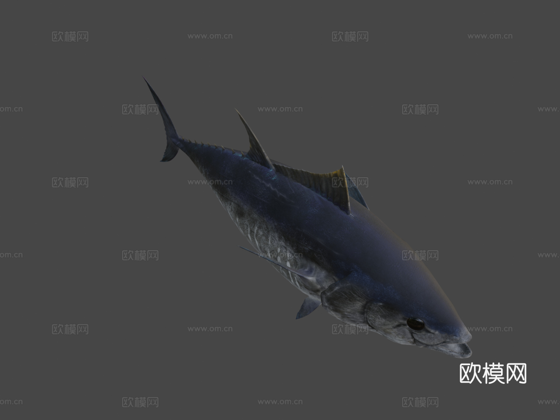蓝鳍金枪鱼3d模型