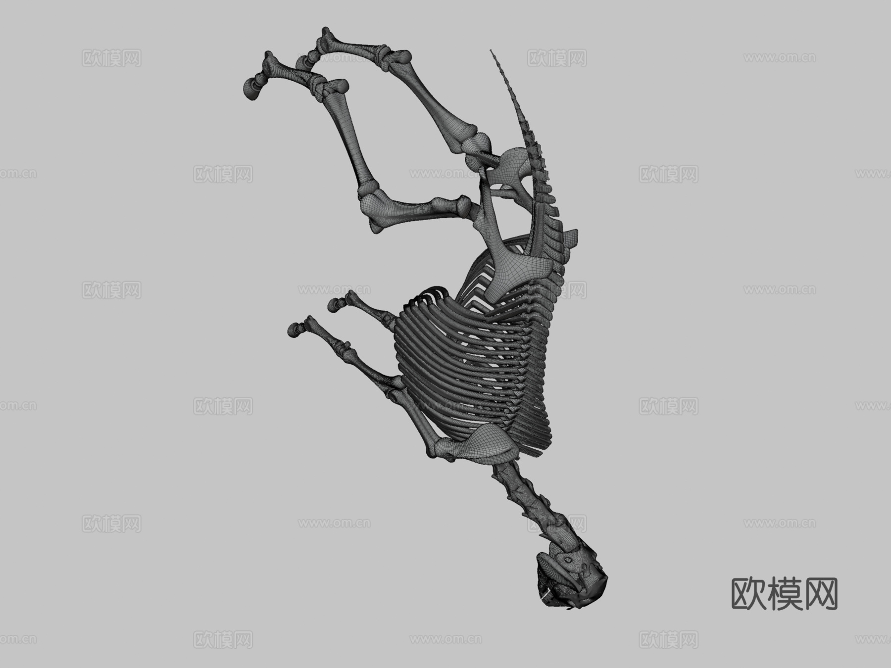 马骨架3d模型