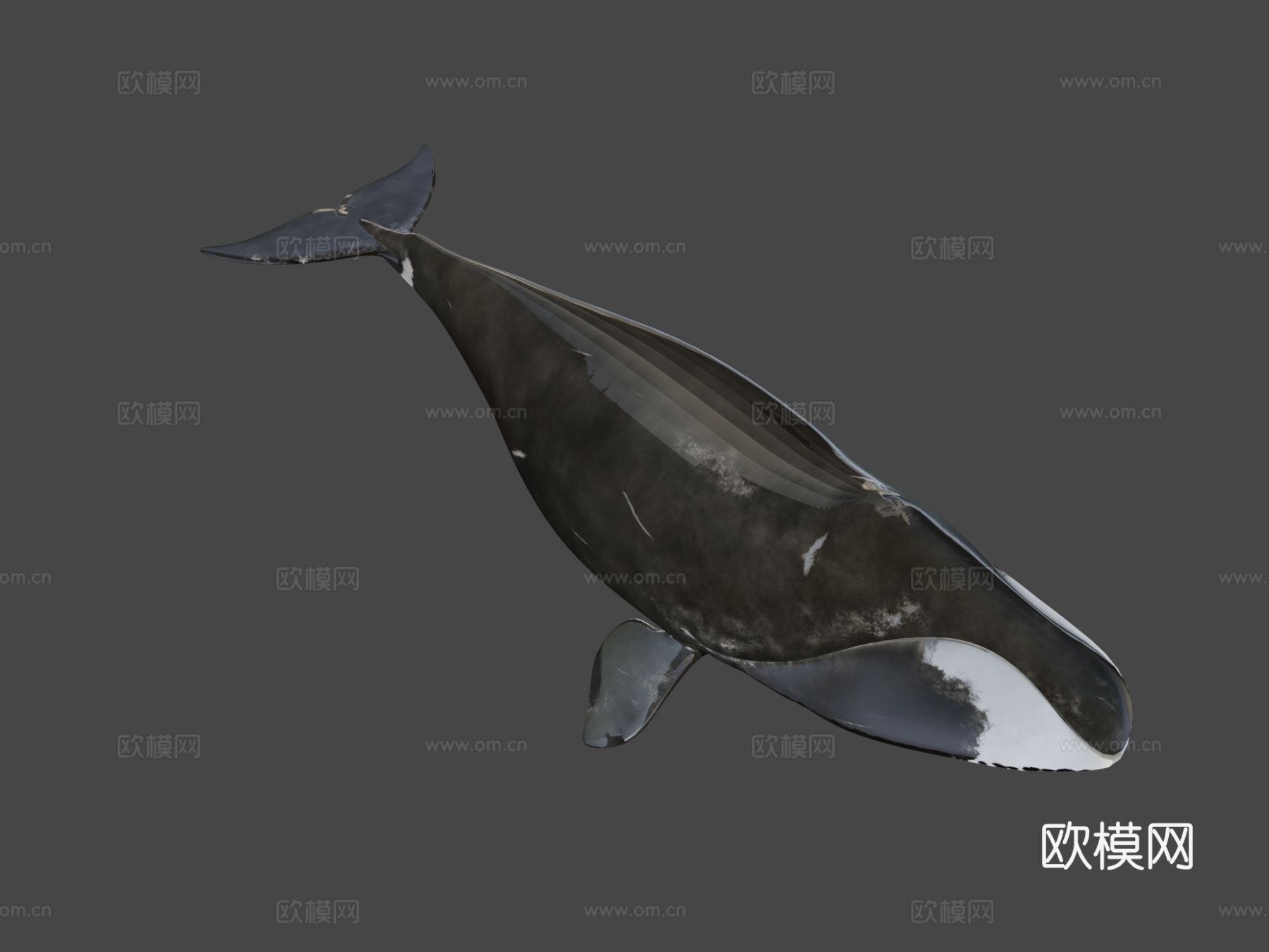 格陵兰鲸(北极露脊鲸)3d模型