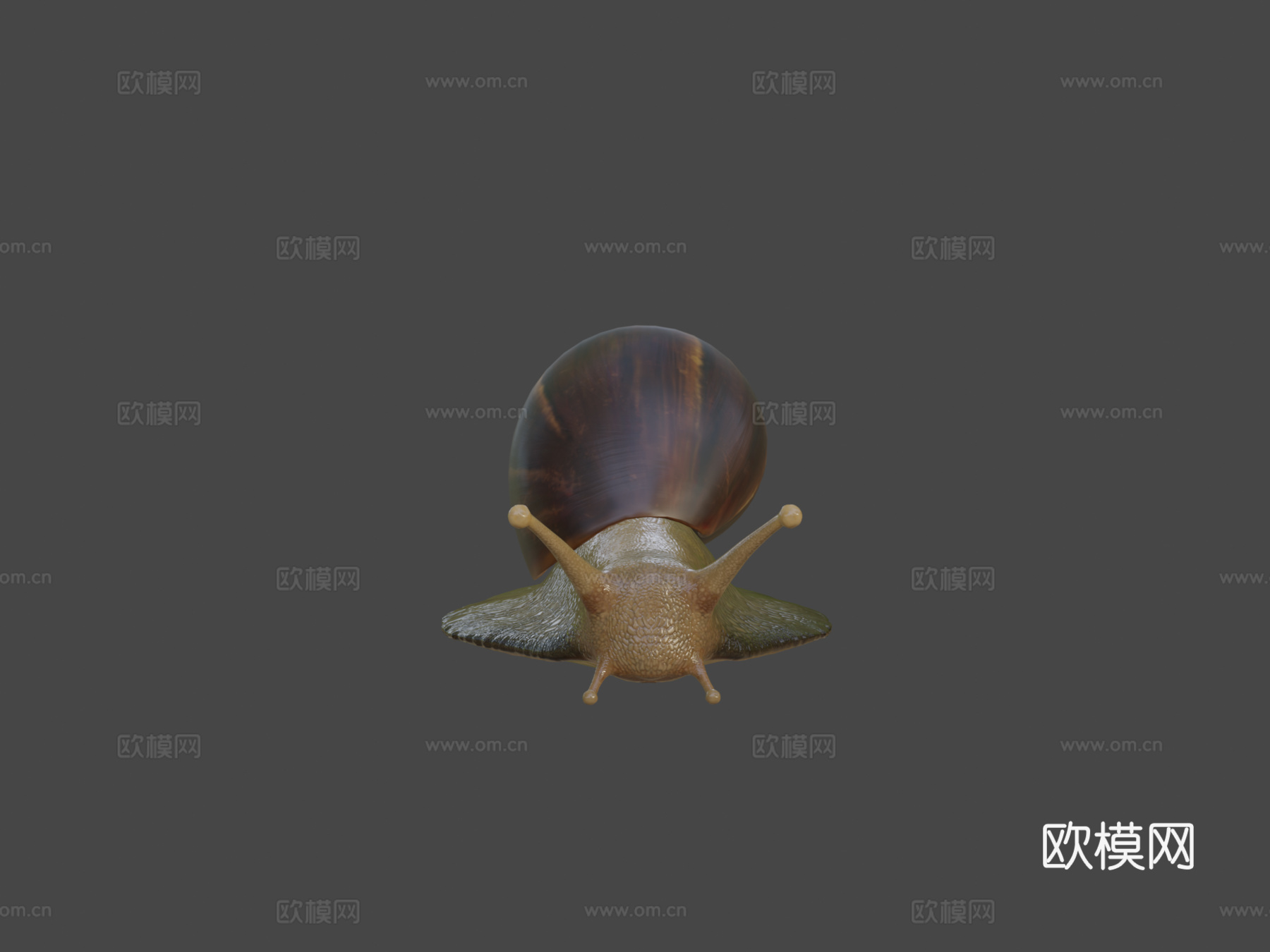 蜗牛照片级写实3d模型