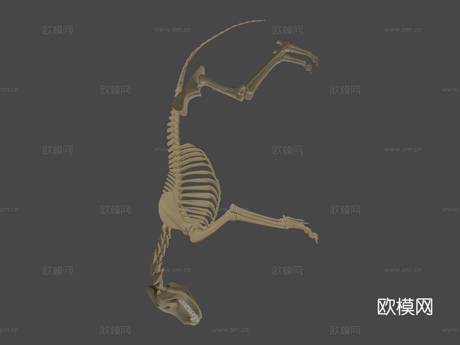狼骨骼3d模型