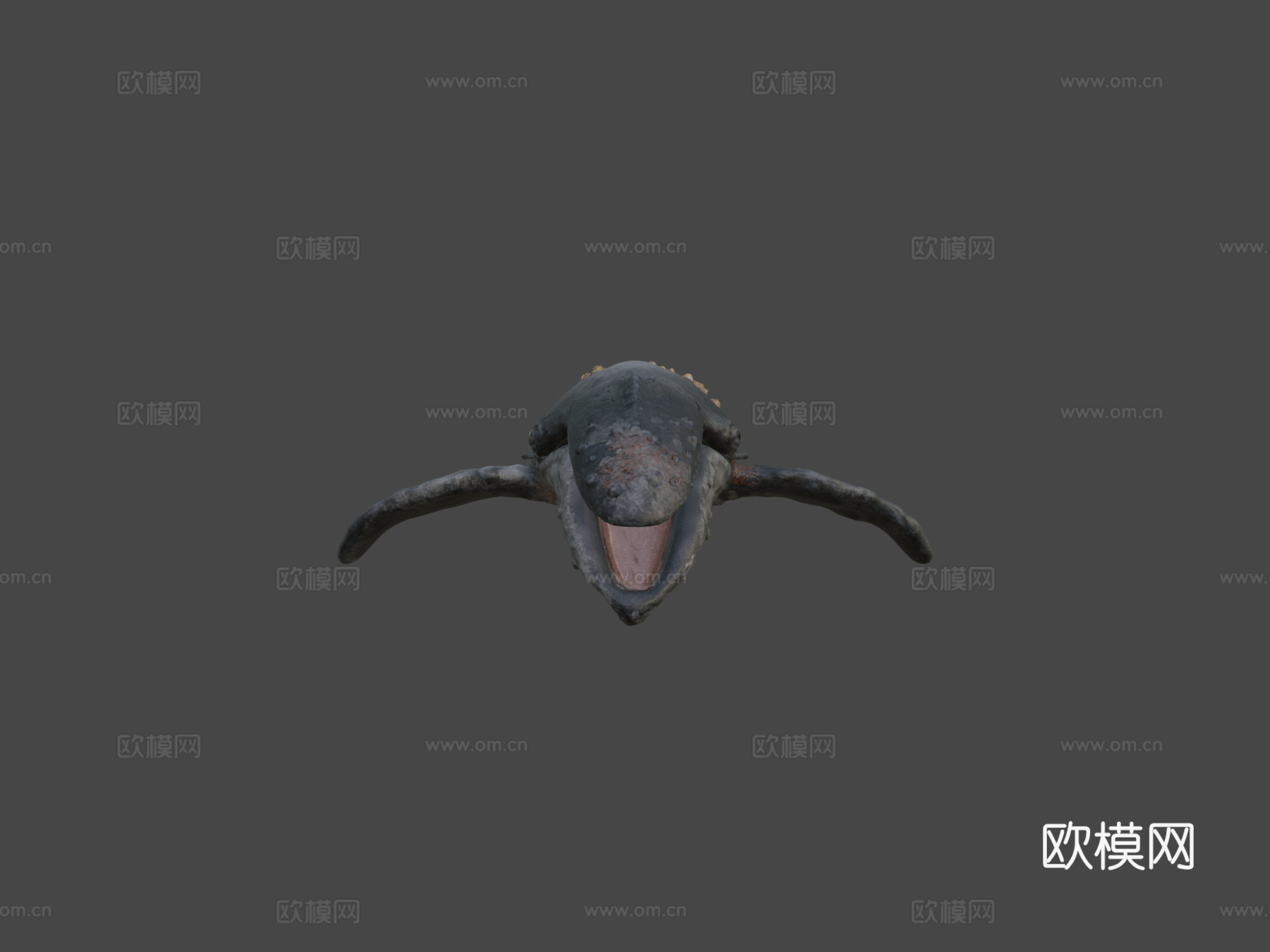 座头鲸3d模型