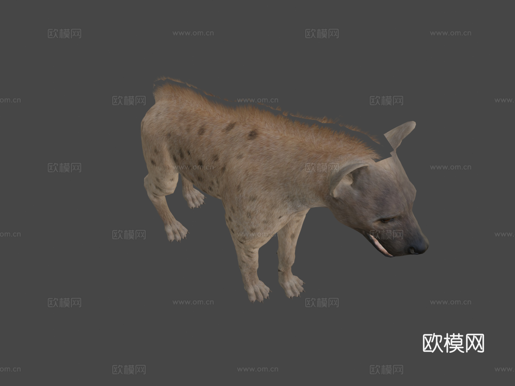 鬣狗3d模型