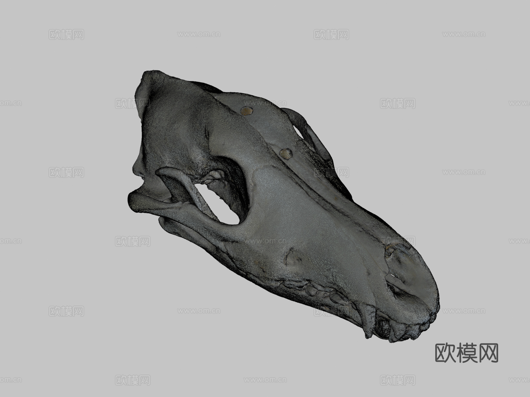 狼头骨3d模型