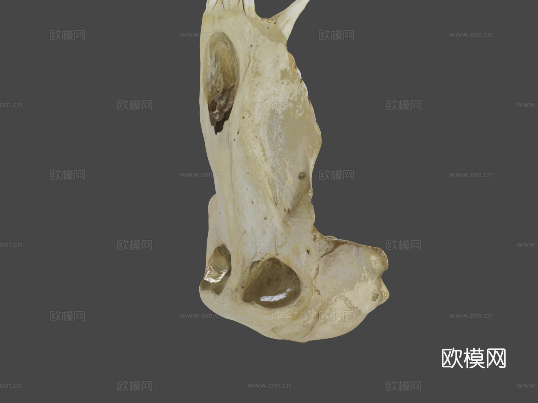 狒狒头骨3d模型
