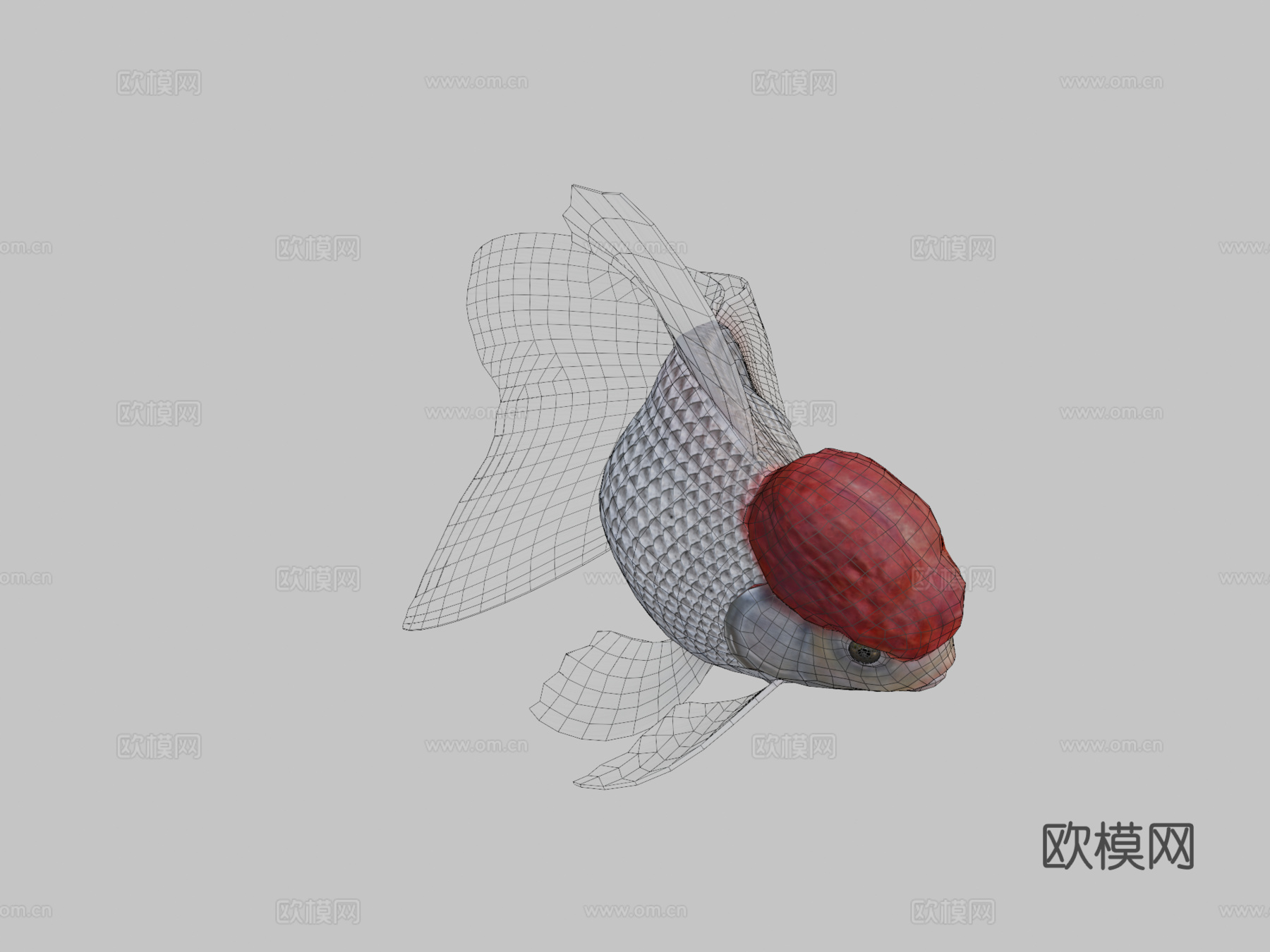 红帽兰寿金鱼3d模型