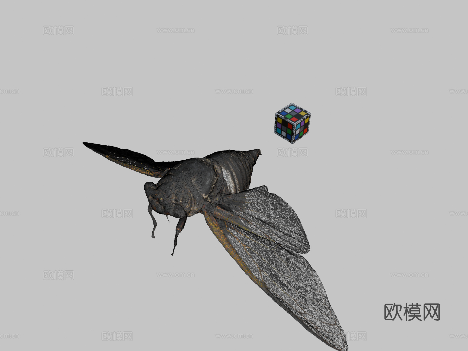CC0黑熊蝉黑巨蝉3d模型