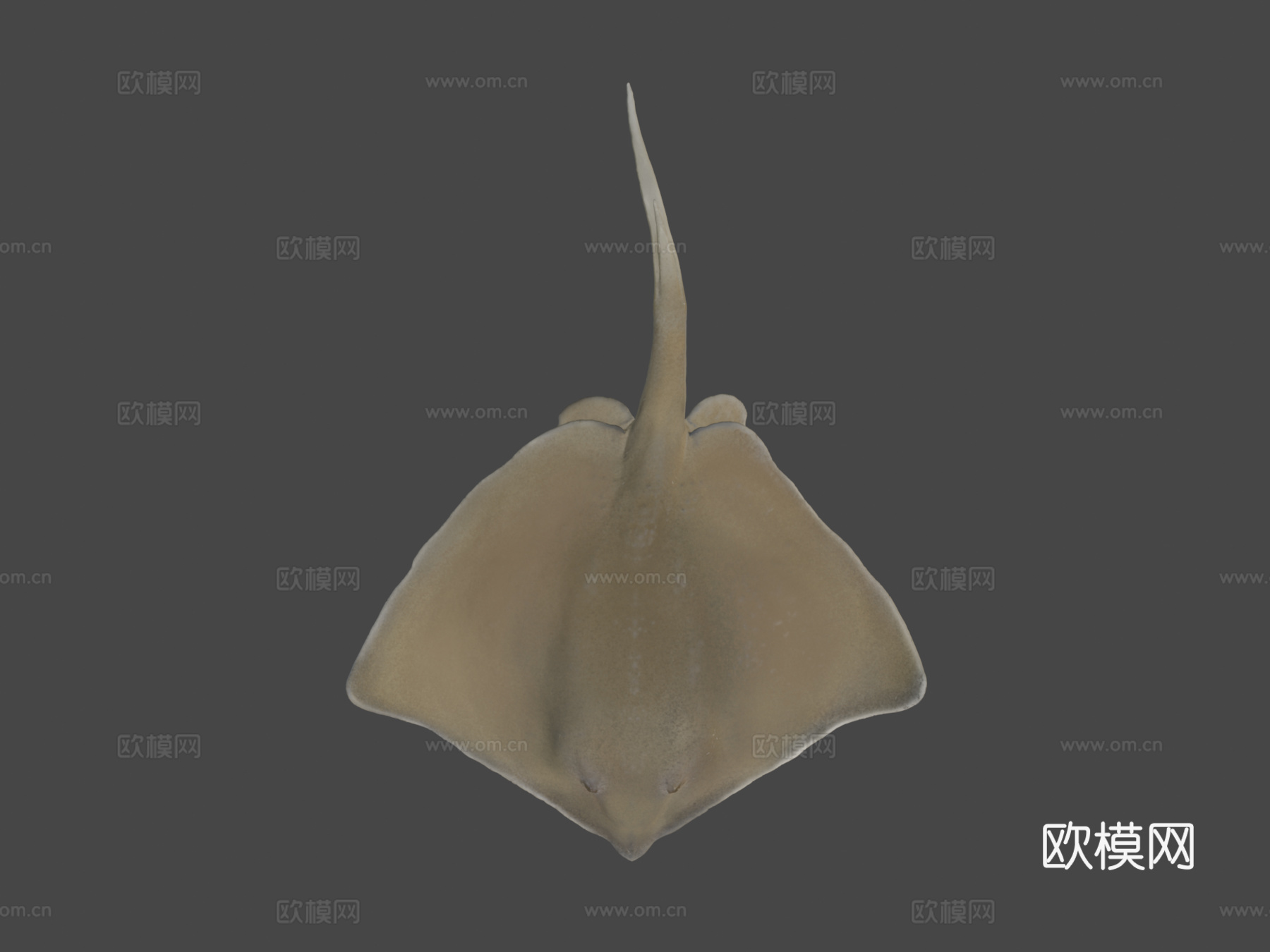 普通黄貂鱼3d模型
