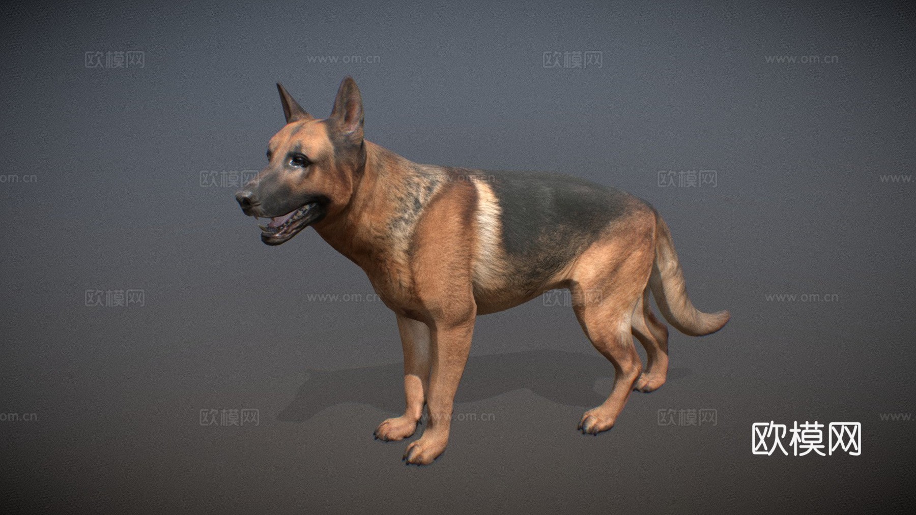 动物界-德国牧羊犬3d模型