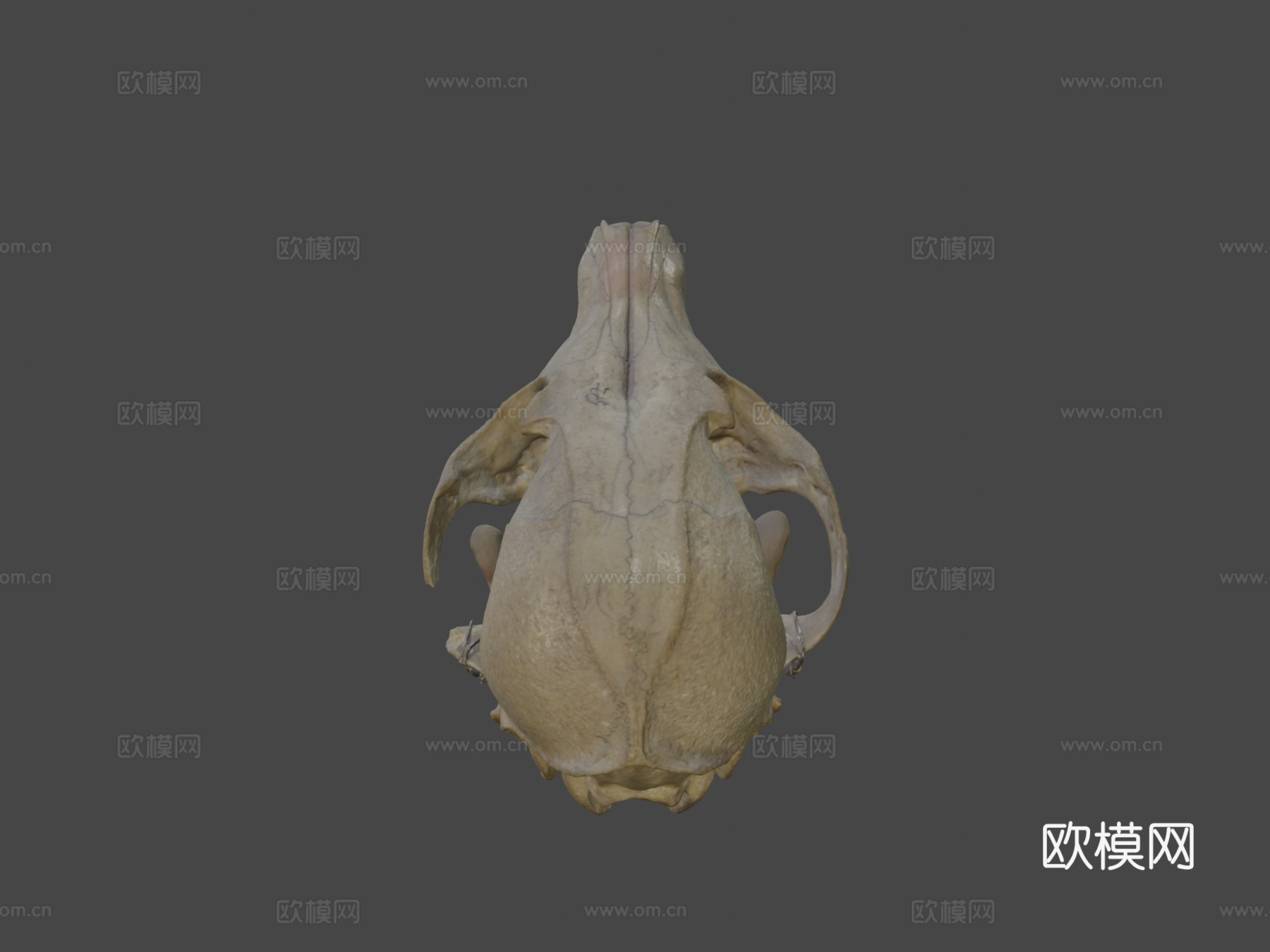 灰狐头骨3d模型