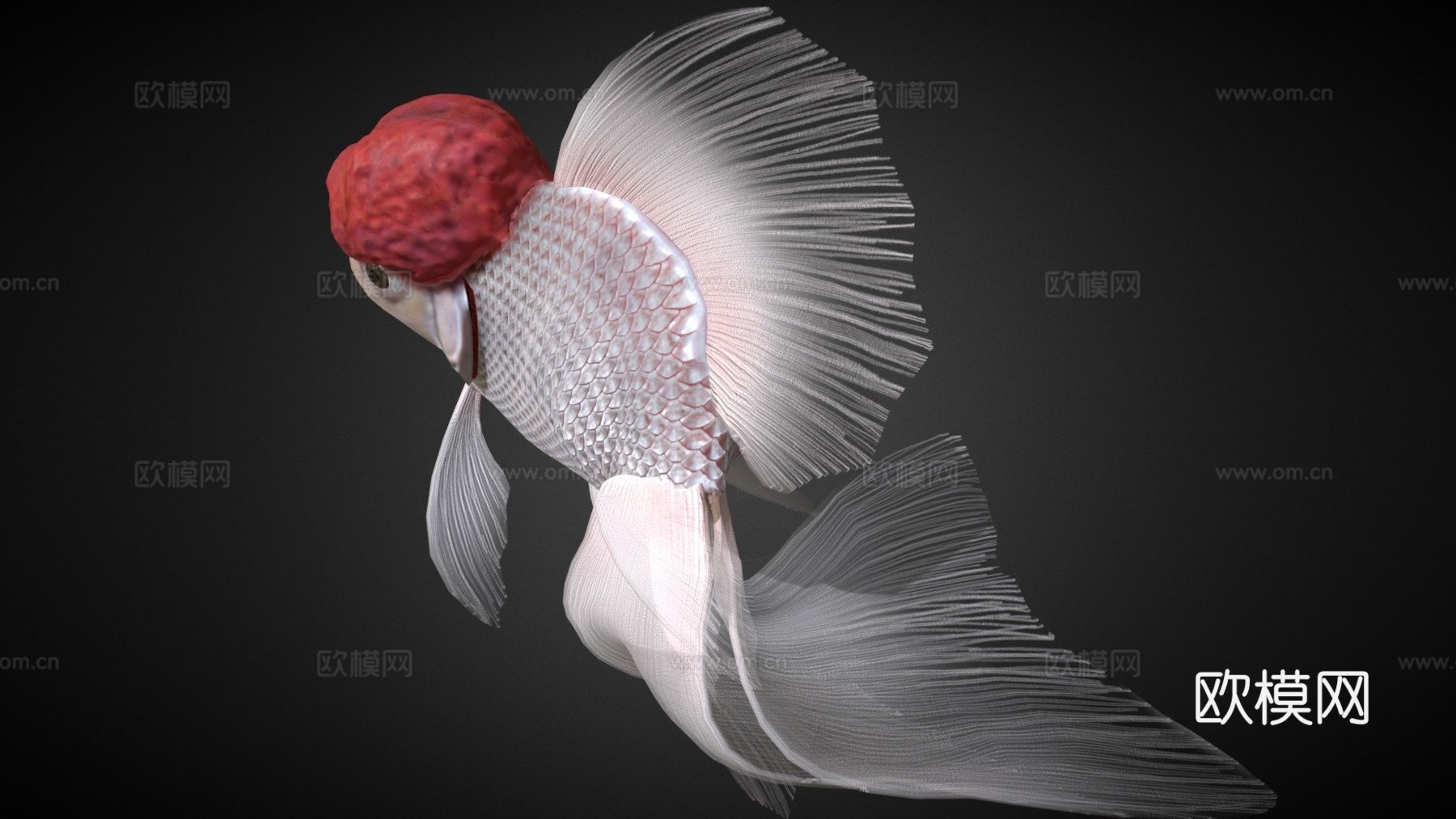 红帽兰寿金鱼3d模型