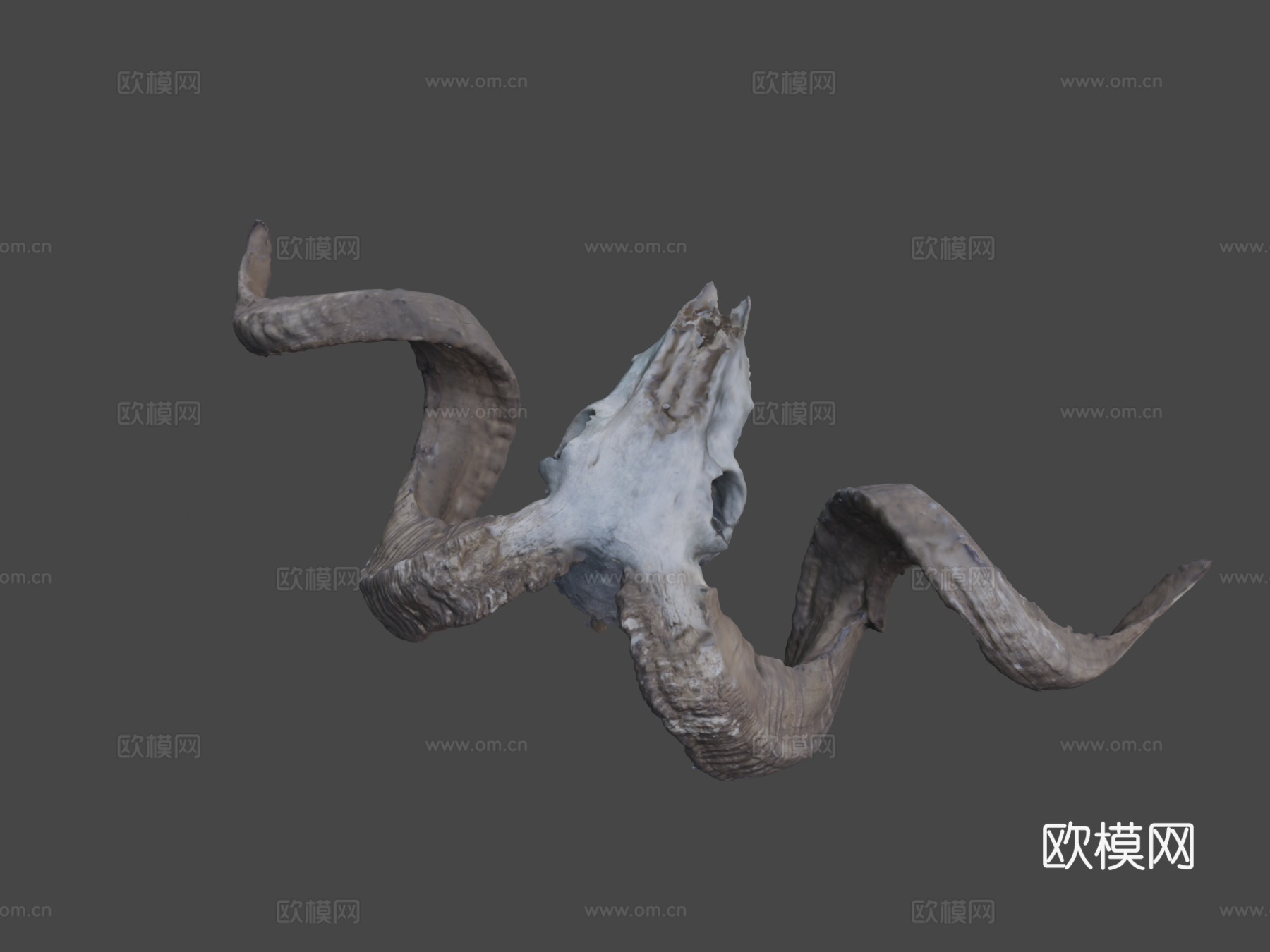 公羊头骨3d模型