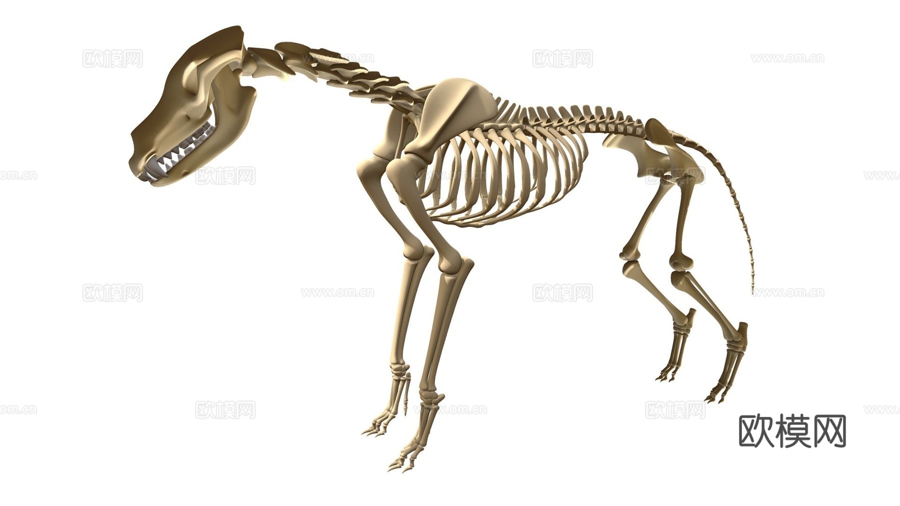 狼骨骼3d模型