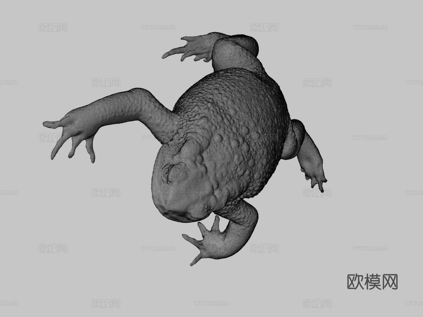 大型雌性甘蔗蟾蜍3d模型