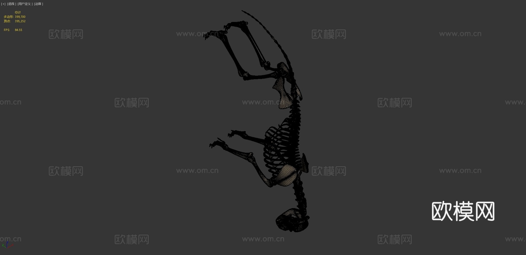 狼骨骼3d模型