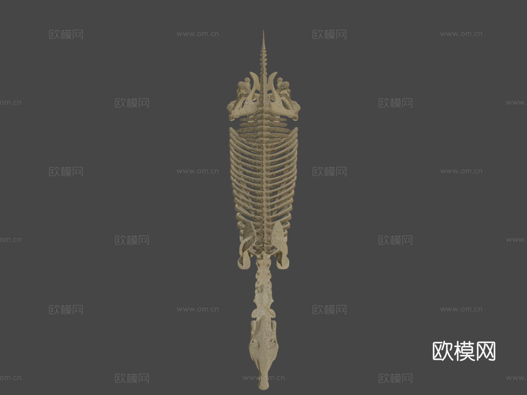 马骨架3d模型