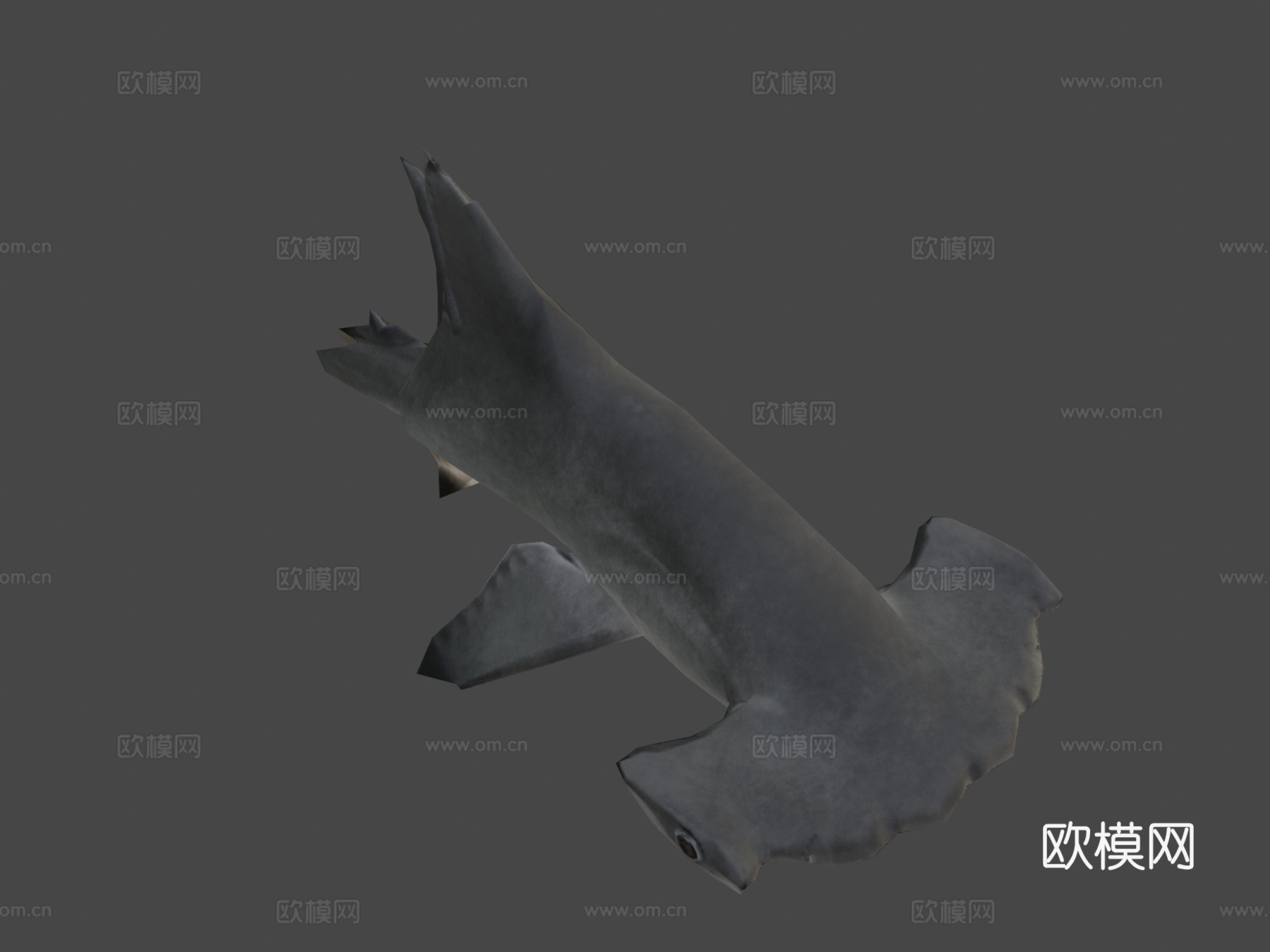 幼年扇形双髻鲨3d模型