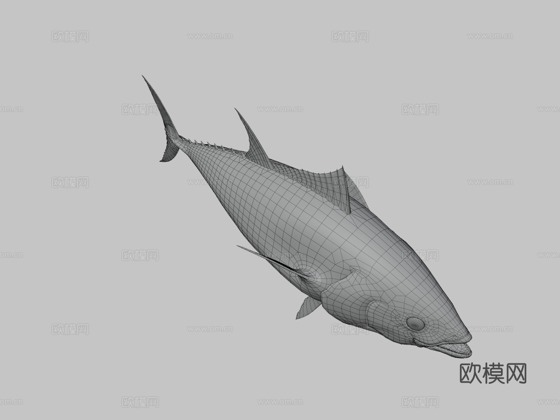 蓝鳍金枪鱼3d模型
