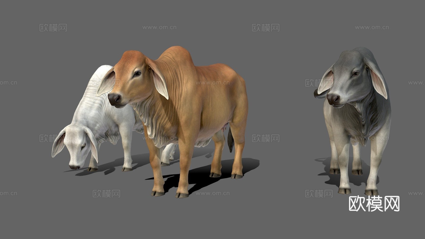 婆罗门牛3d模型