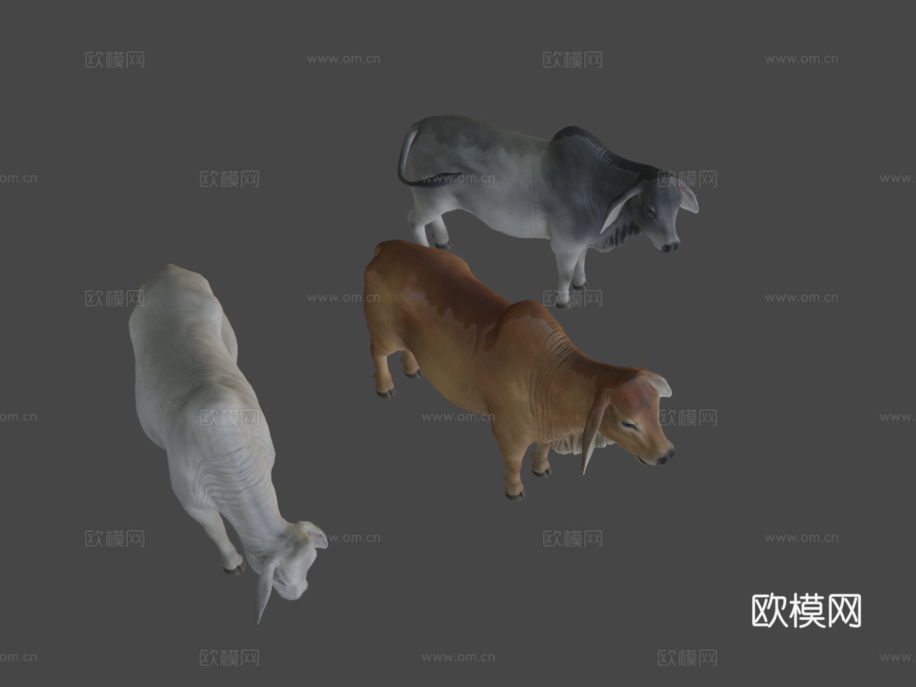 婆罗门牛3d模型