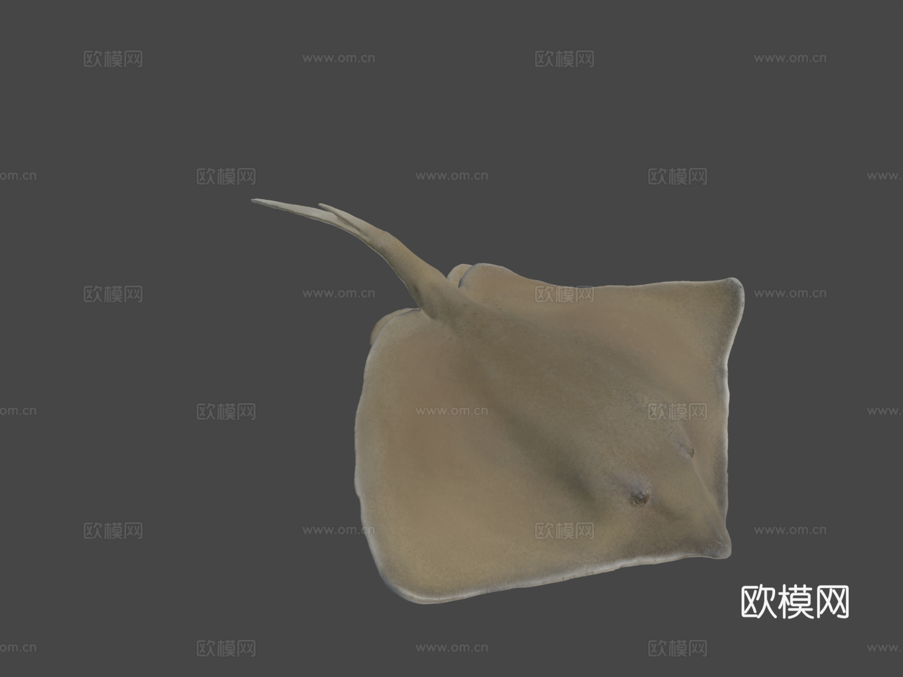普通黄貂鱼3d模型