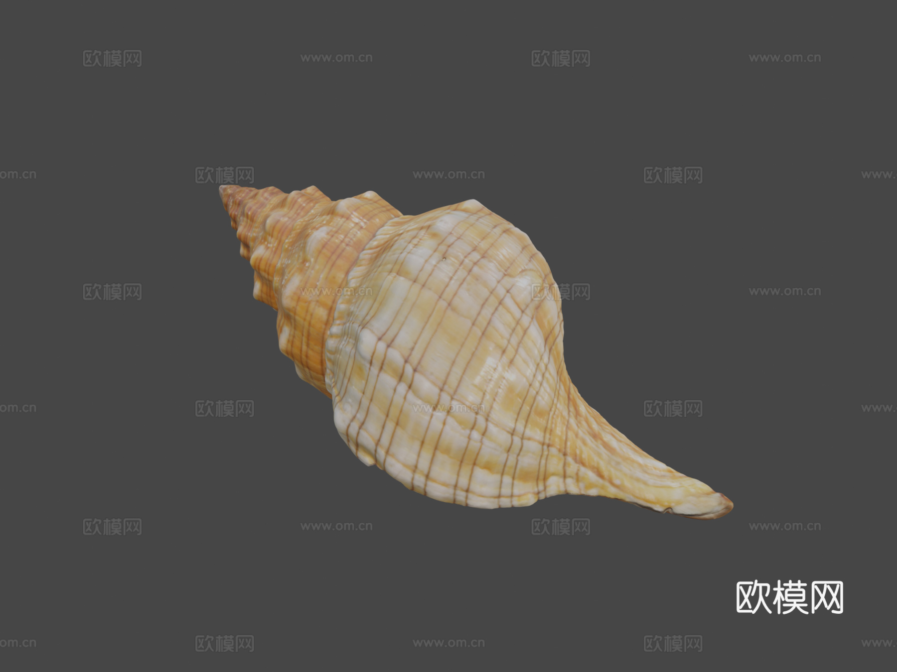 丝状马螺3d模型
