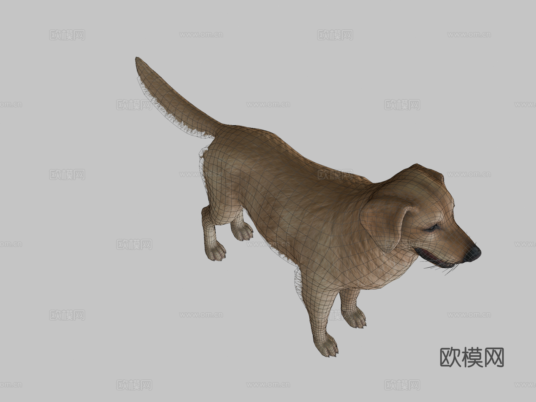 狗-金毛寻回犬v23d模型