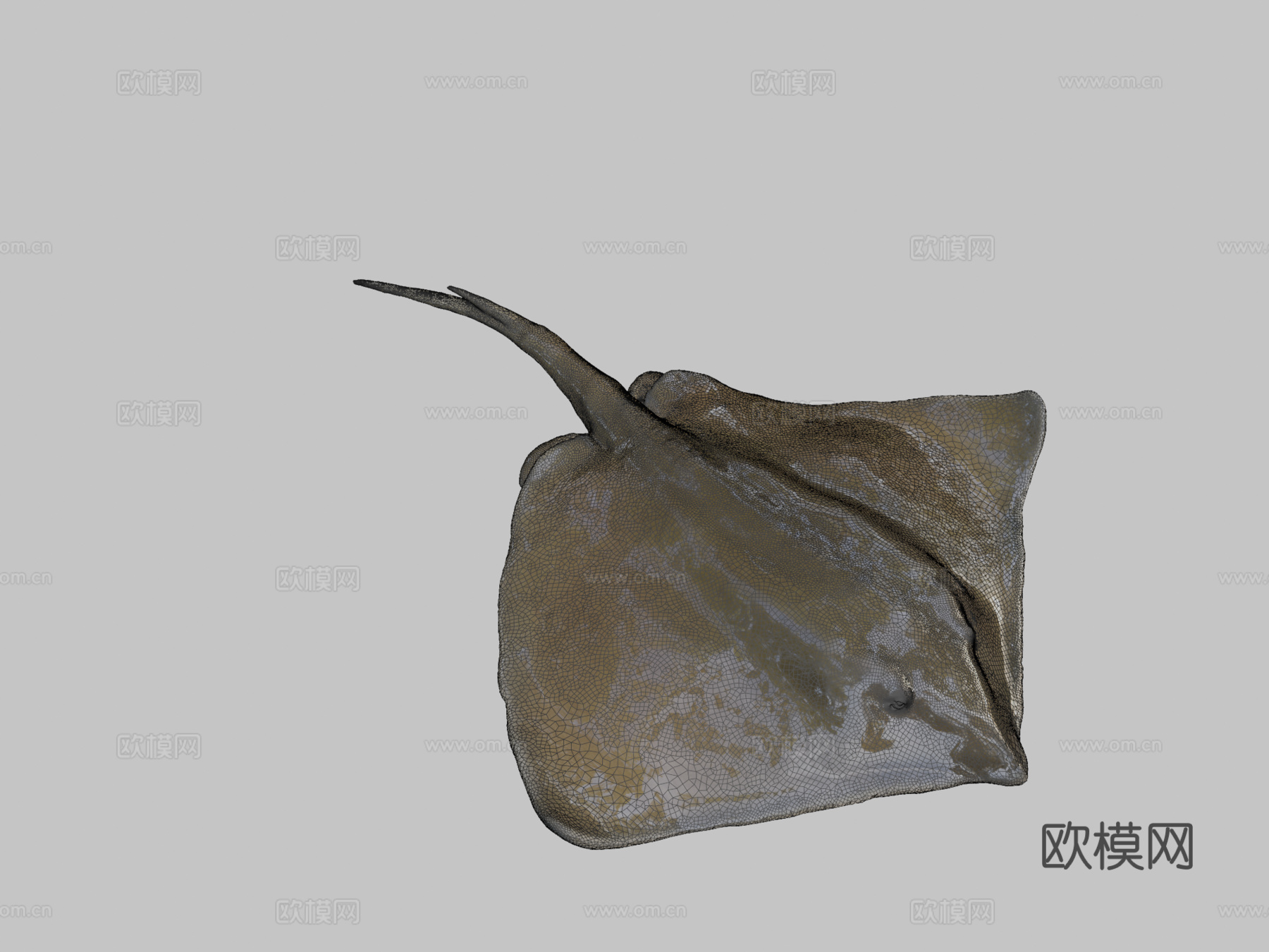 普通黄貂鱼3d模型