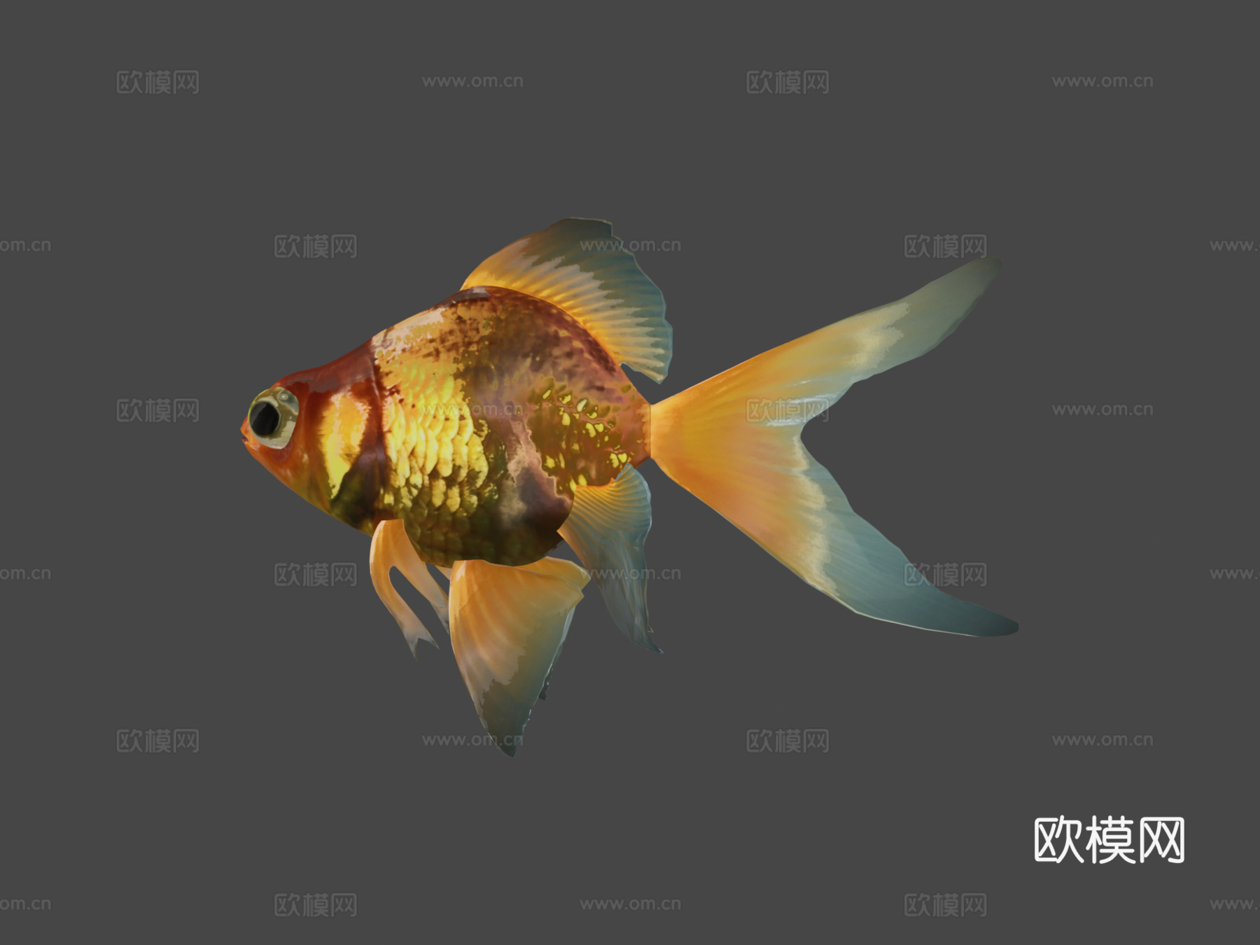 金鱼3d模型