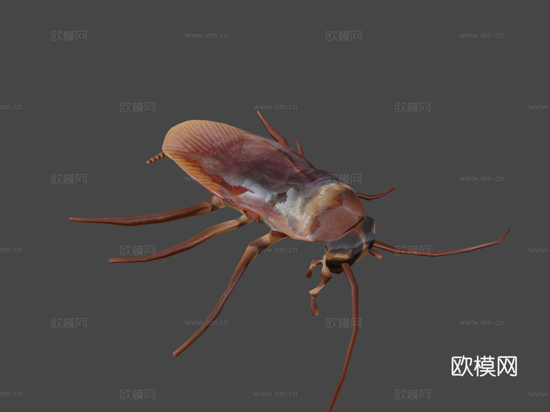 美洲蟑螂3d模型