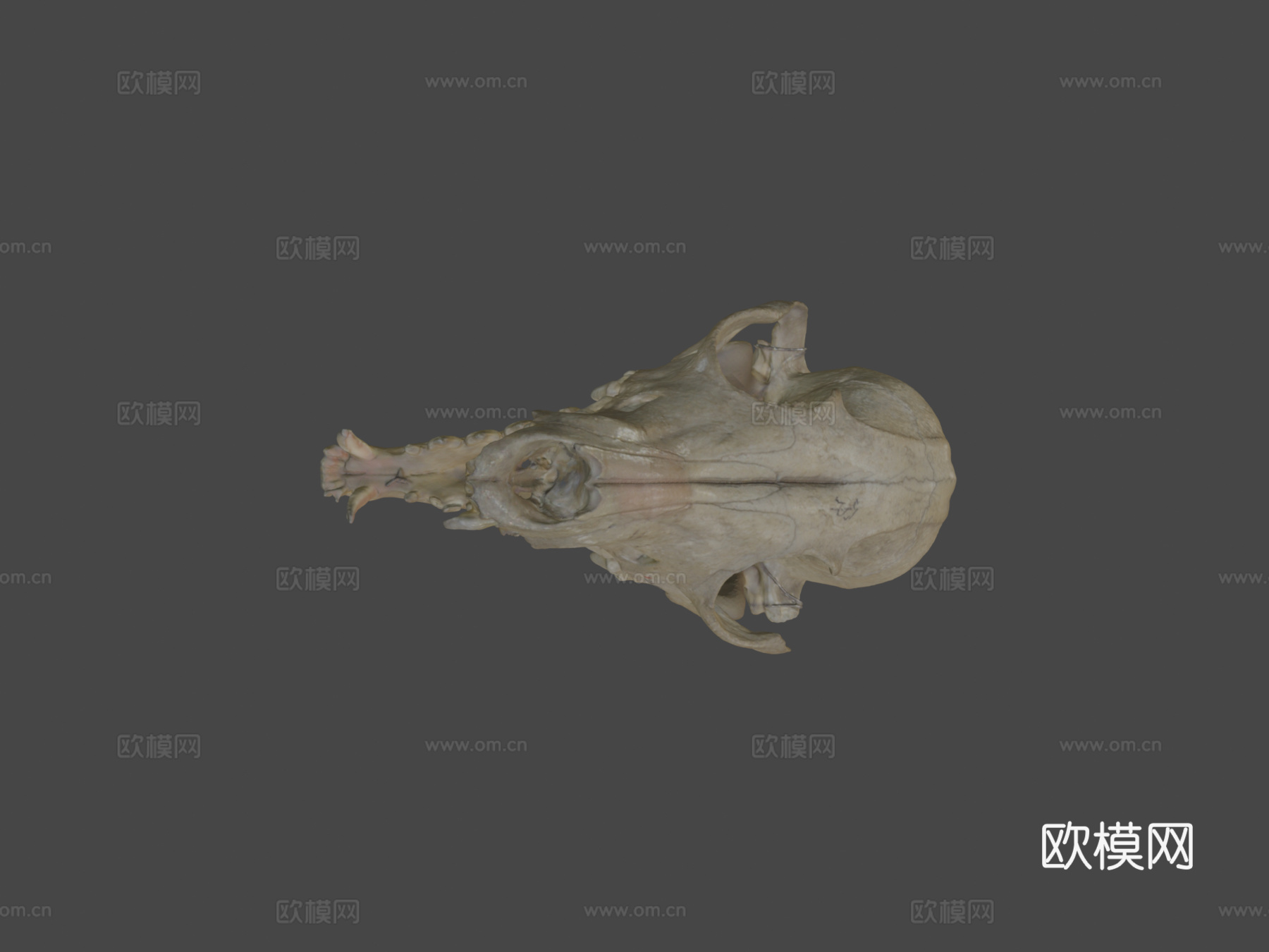 灰狐头骨3d模型