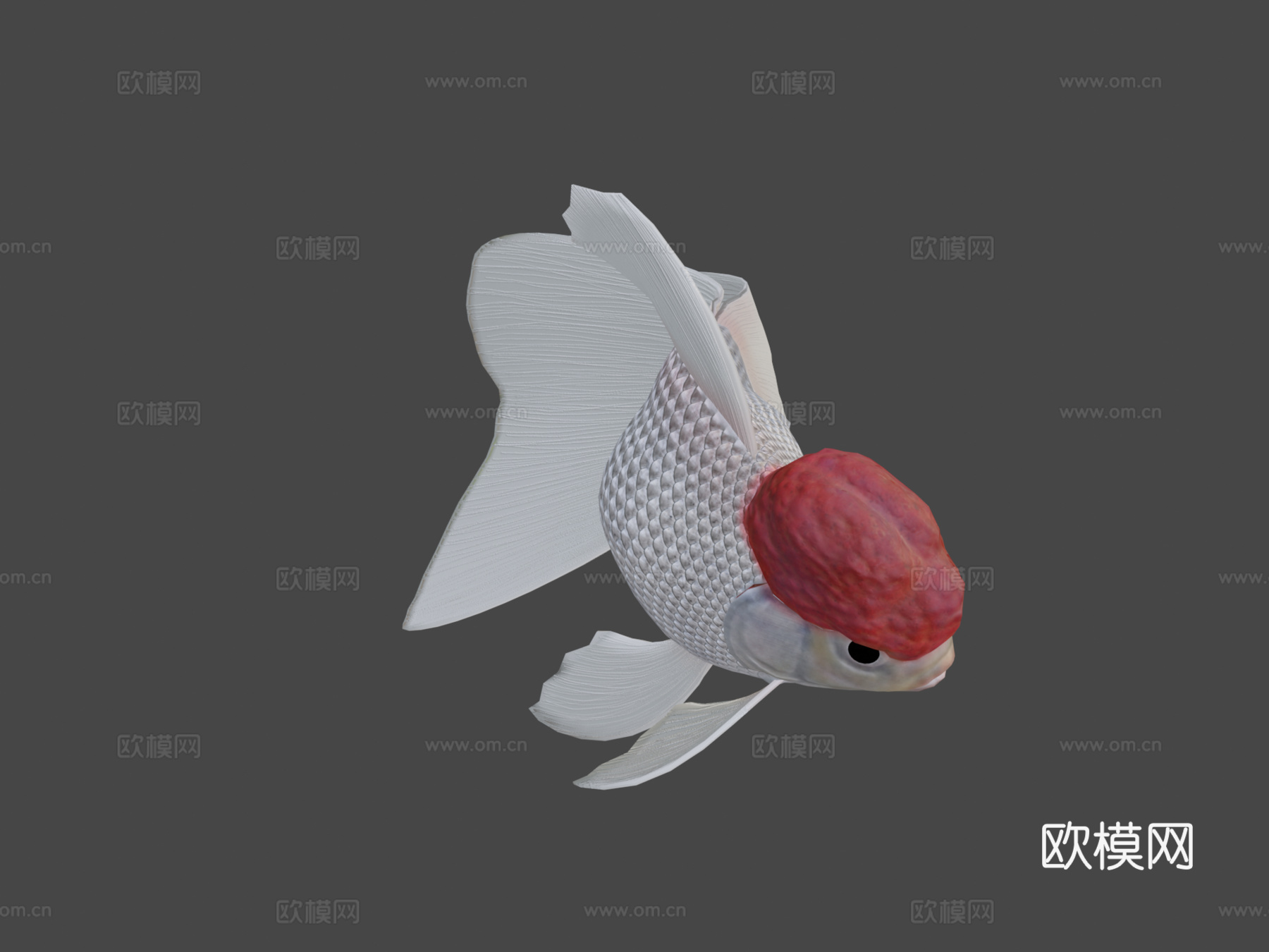 红帽兰寿金鱼3d模型